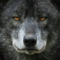 Loup Divergent